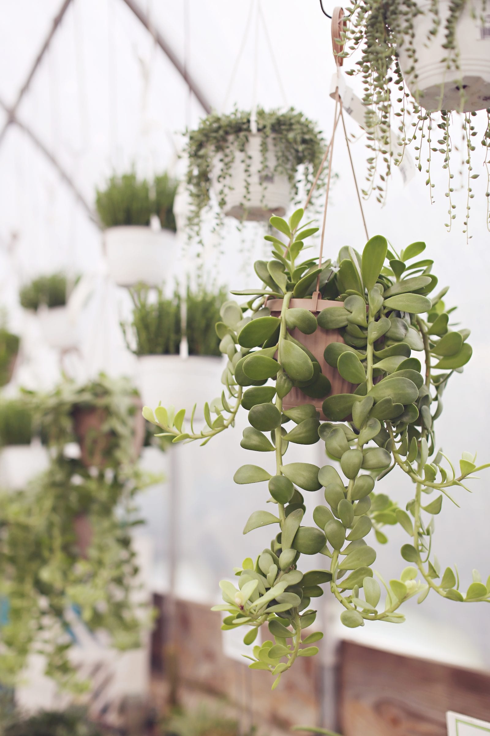 IvySpring2013 103